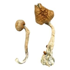 Buy African Transkei Magic Mushrooms Online