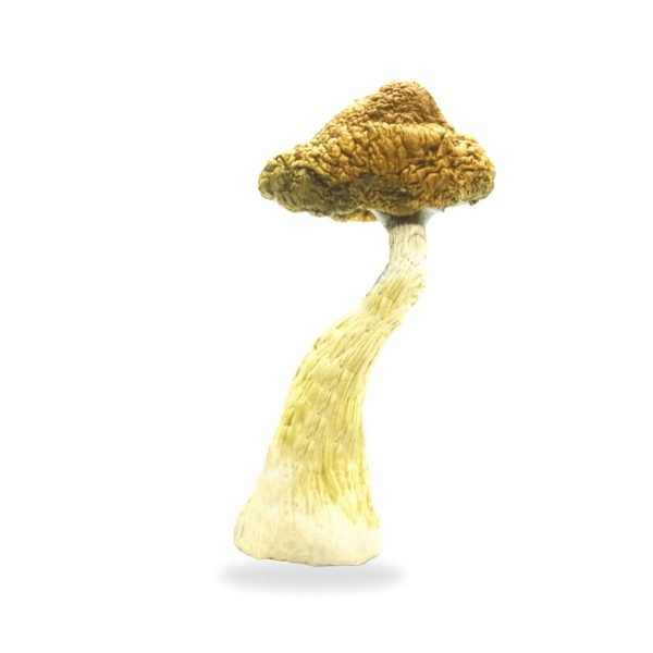 Best Burmese Magic Mushrooms For Sale