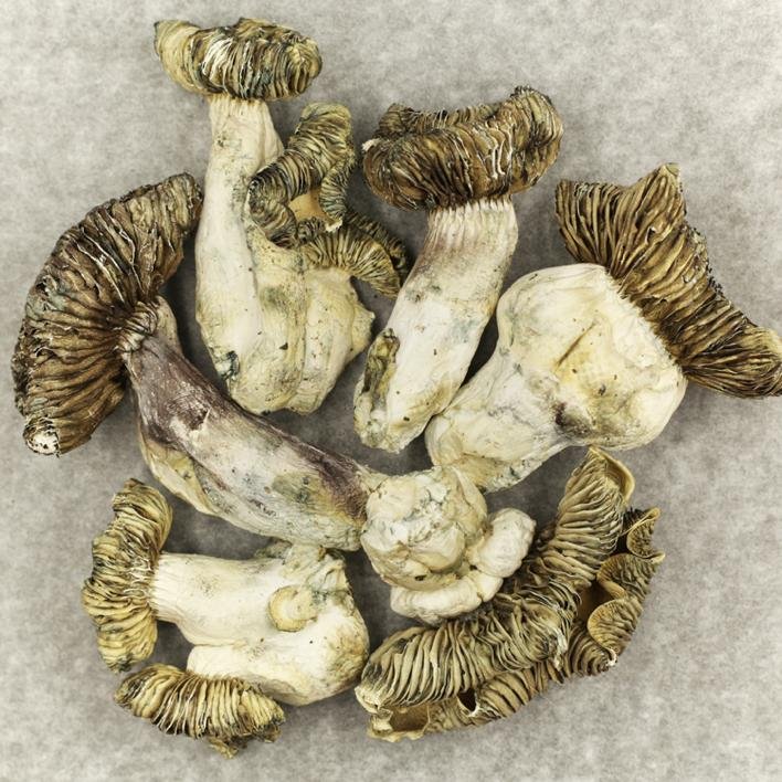 Where To Buy Mushrooms In ALASKA